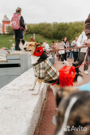 Собака в самые добрые руки