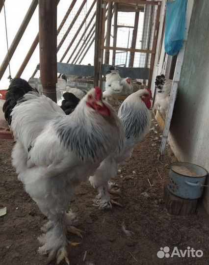 Яйца, фото родителей, настоящие фото