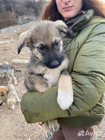 Щенок в добрые руки