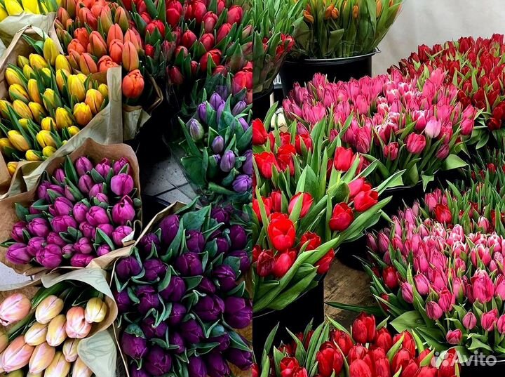 Тюльпаны опт от 500 шт