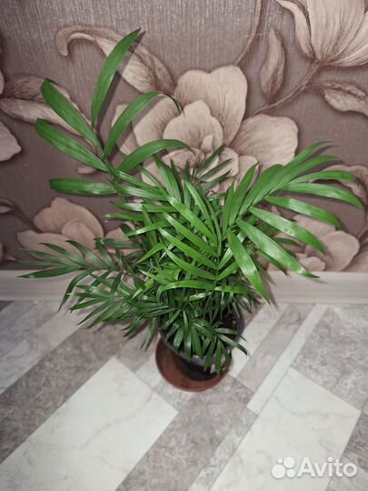 Пальма хамедорея