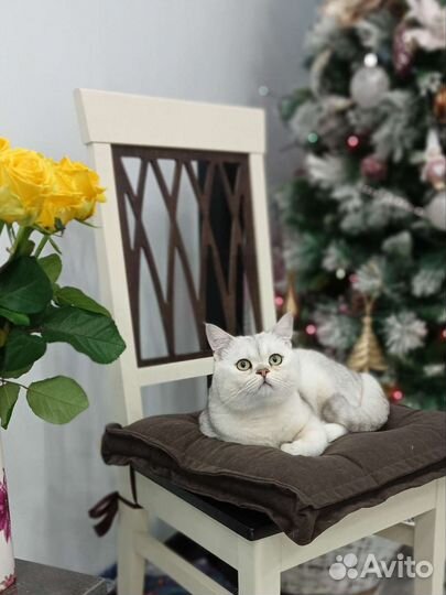 Кот британец серебристый шиншила на вязку