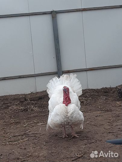 Индюки на племя