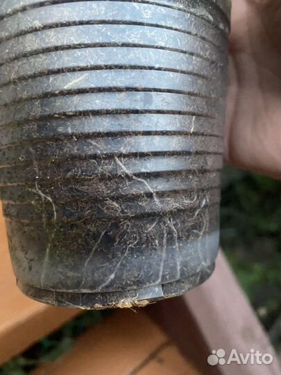 Пеларгония тюльпановидная Red Pandora