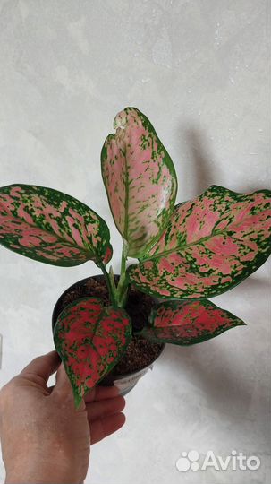 Сортовые аглаонемы