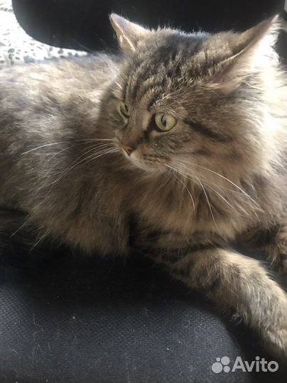 Пушистая красотка ищет дом