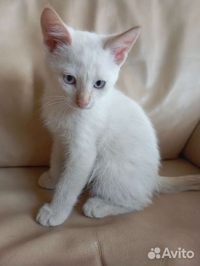 Котята в дар