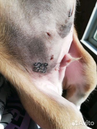 Клеймение щенков, собак