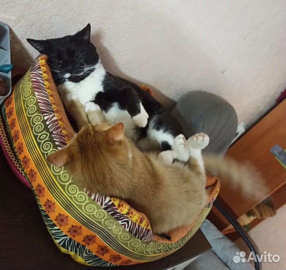 Молодая семейная пара возьмёт ипотеку