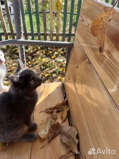 Котята в добрые руки