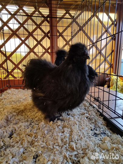 Султанки, шелковые, карл. кохи,ко шамо, модерны