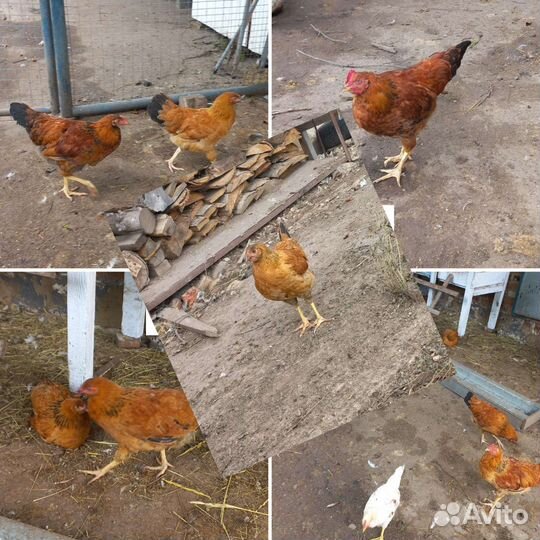 Цыплята подрощеные