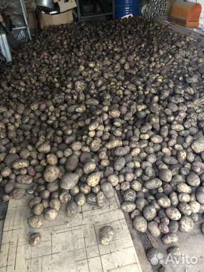 Картофель домашний с собсвенного огорода