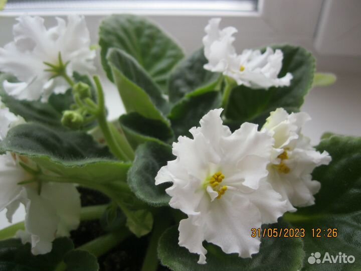 Фиалка сахарная вата мутанка царица савская