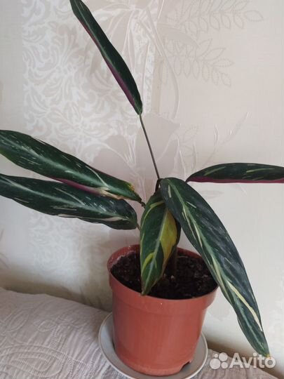 Цветы домашние