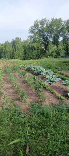 Дом 35 м² на участке 17,5 сот.