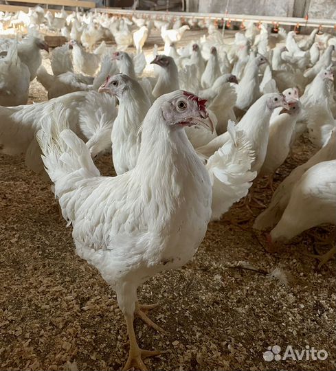 Куры молодки несушки