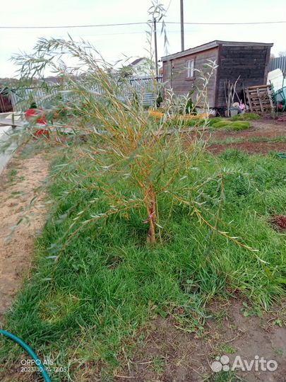 Ива плакучая