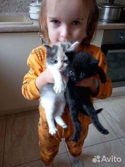 Отдам бесплатно