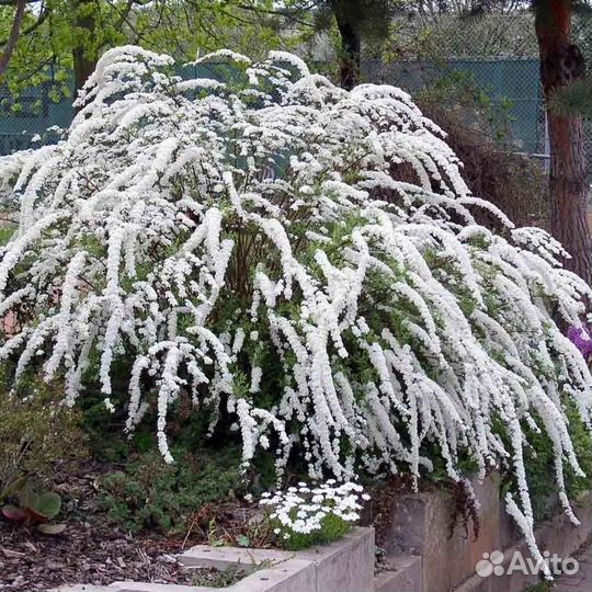 Декоративные кустарники