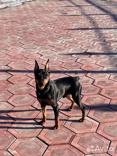 Цвергпинчер