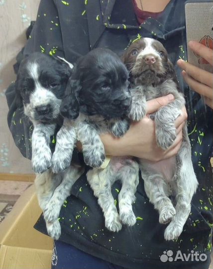 Щенки спаниеля