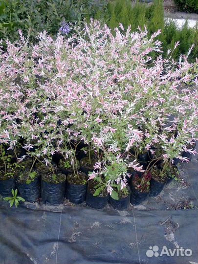 Саженцы ивы Хакуро Нишики