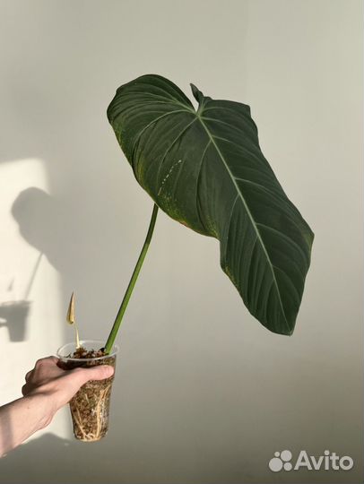 Бархатные филодендроны Веррукозум, Глориус