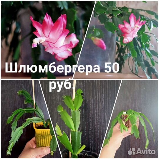 Комнатные цветы