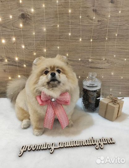 Стрижка собак и кошек