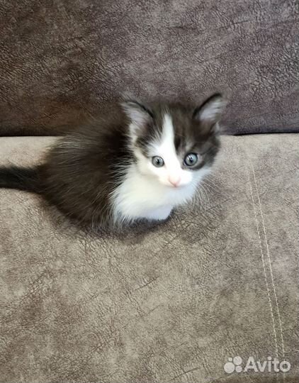 Котята в добрые руки 1 месяц