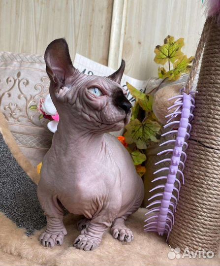 Двэльф мальчик