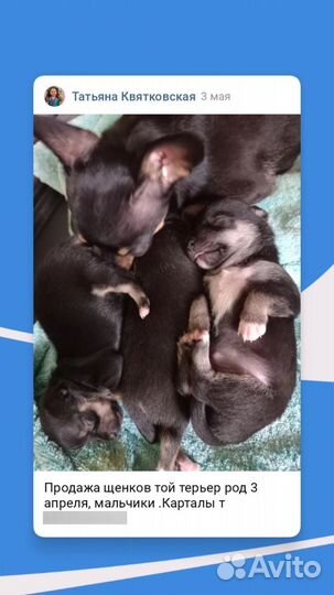 Той-терьер щенки