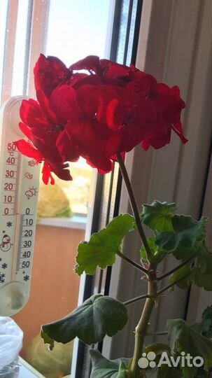 Пеларгония