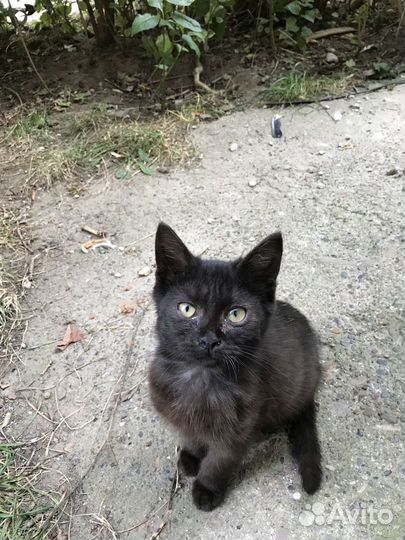 Черный котенок