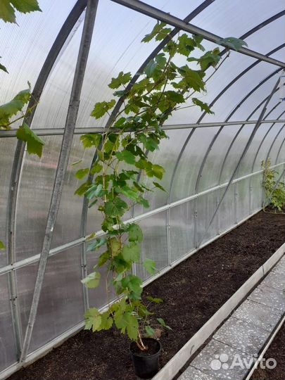 Саженец винограда