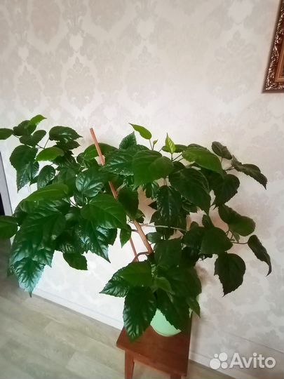 Комнатное растение роза