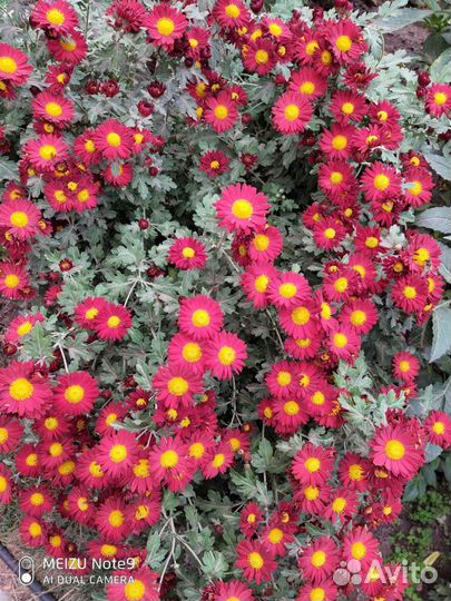 Хризантемы кусты