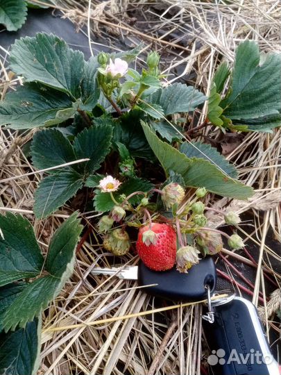 Клубника ремонтантная рассада