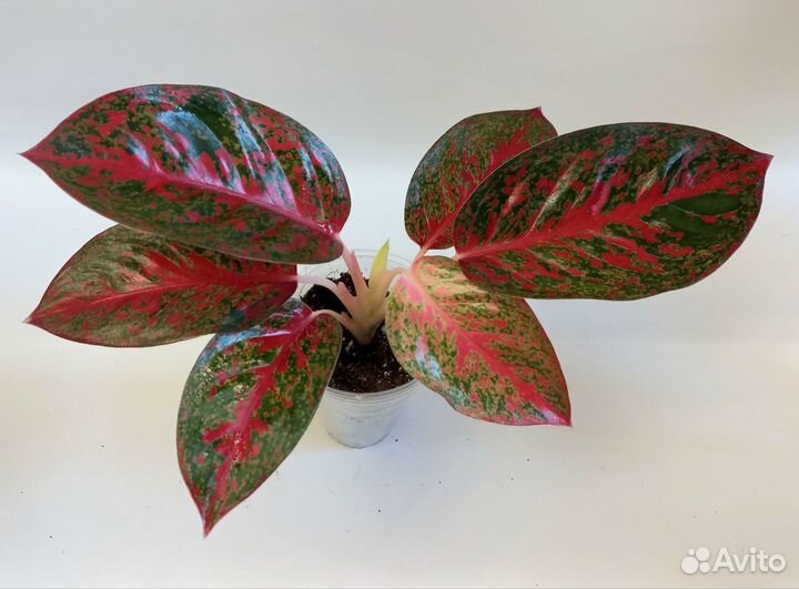 Аглаонема Тайское Королевство