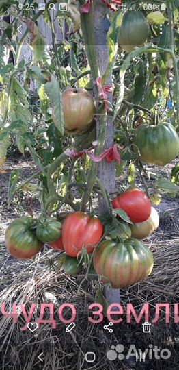 Семена помидор