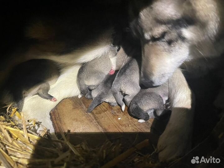 Щенки западно сибирской лайки