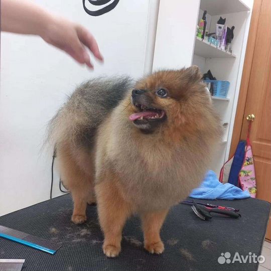 Грумер, стрижка собак