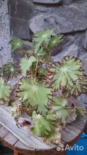 Комнатные растения