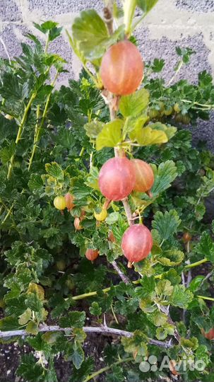 Саженцы крыжовника