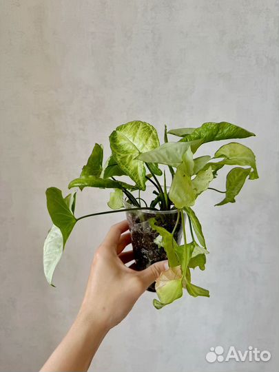 Сингониум белая бабочка