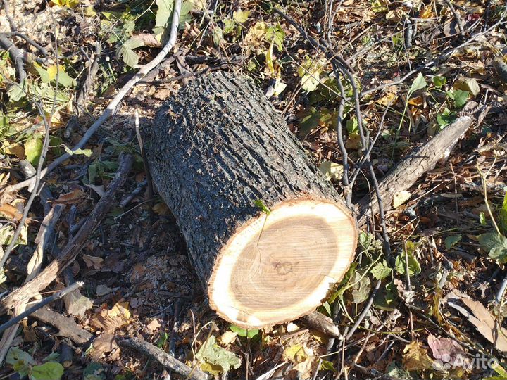 Дрова чурбаками липа самовывоз