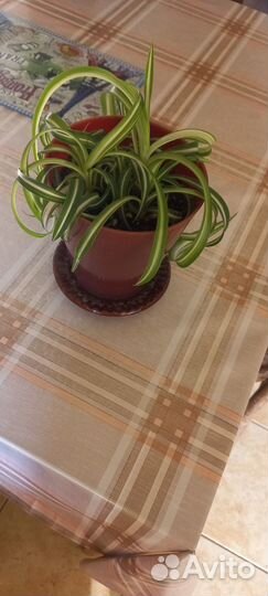 Аукуба,гибискус,сингониум,шефлера,бегония