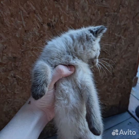 Котенок