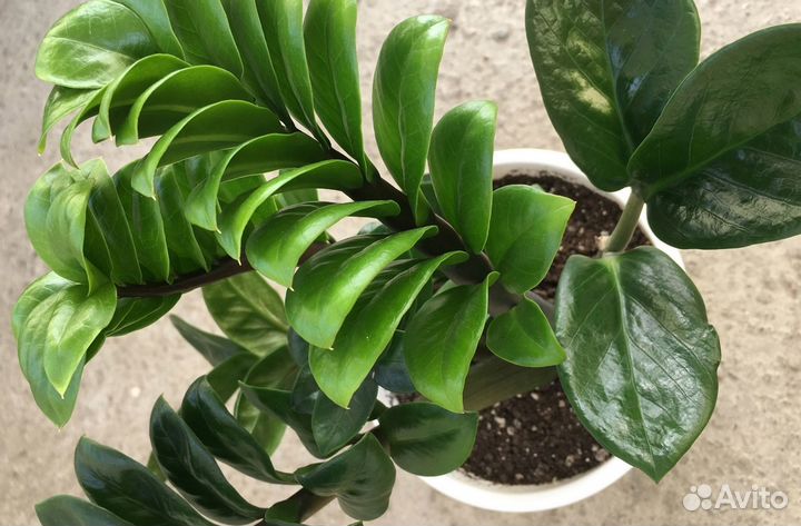 Замиокулькас кудрявый карлик Зензи Жук